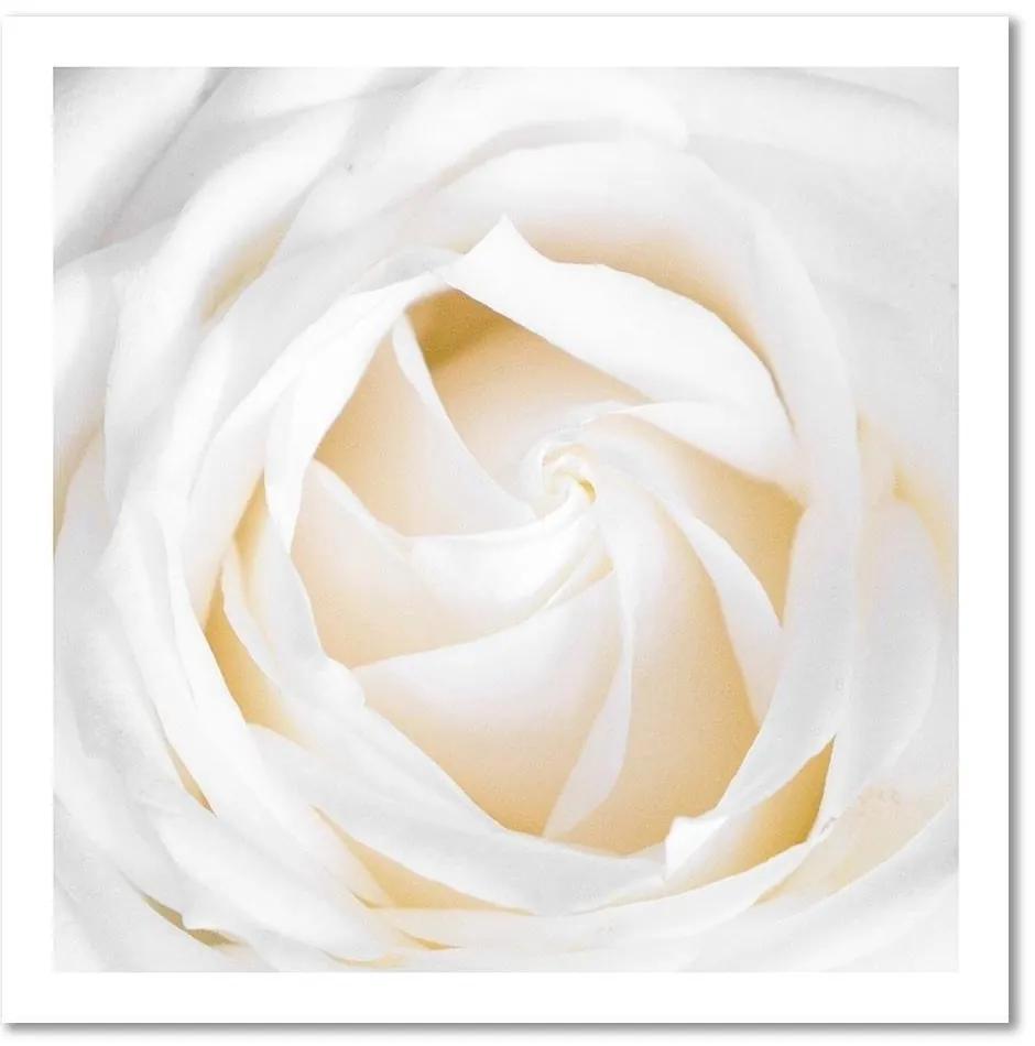 Obraz na plátně, Jemná bílá růže - 60x60 cm