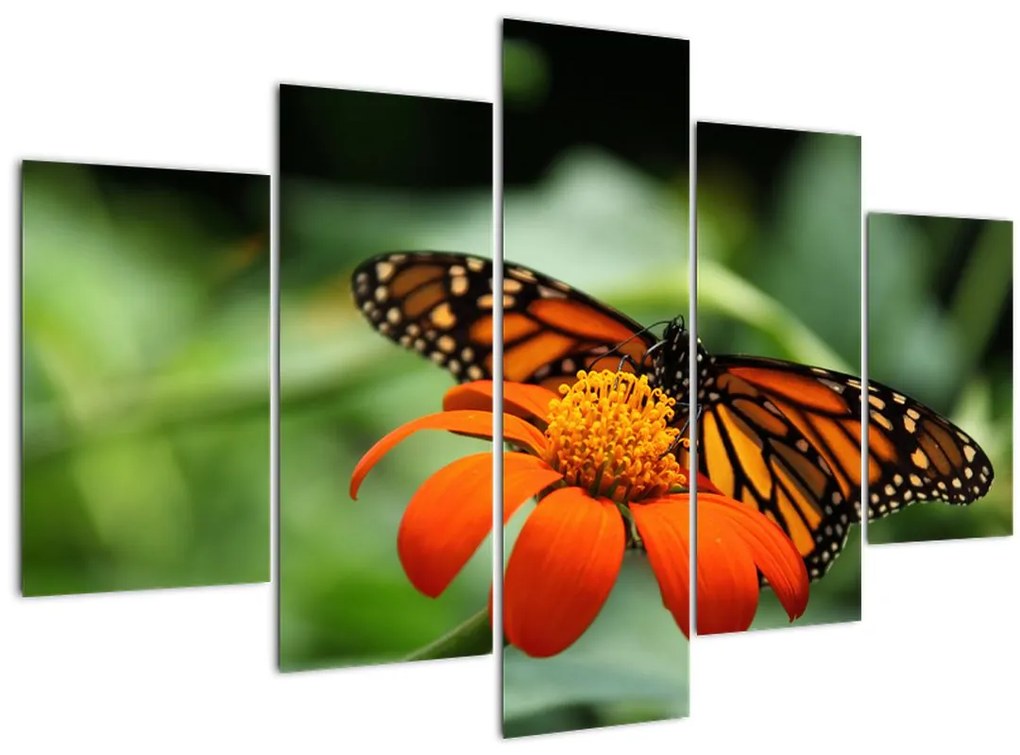 Obraz motýľa na kvetine (150x105 cm)