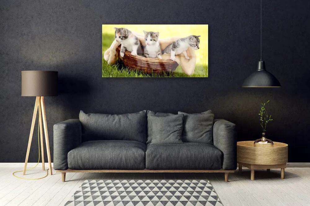 Obraz plexi Mačky zvieratá 100x50 cm