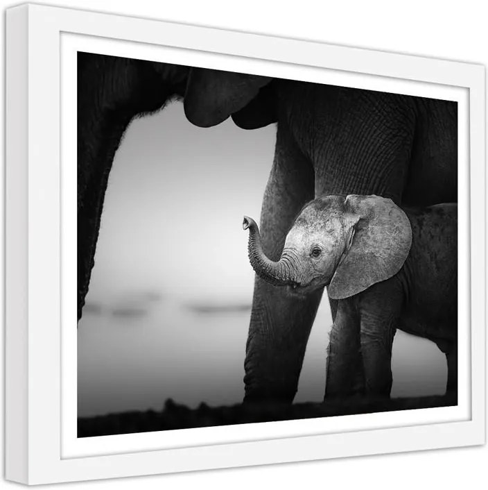 CARO Obraz v ráme - Little Elephant 2 Biela 40x30 cm