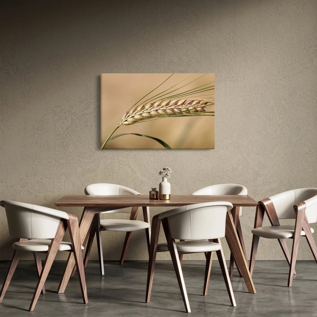 Obraz - Pšenica (90x60 cm)
