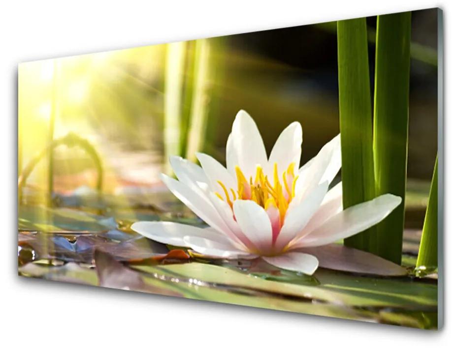 Skleneny obraz Kvet vodné lilie 100x50 cm