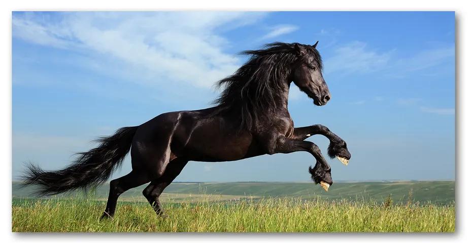 Foto obraz akrylové sklo Čierny kôň na lúke pl-oa-140x70-f-26473191