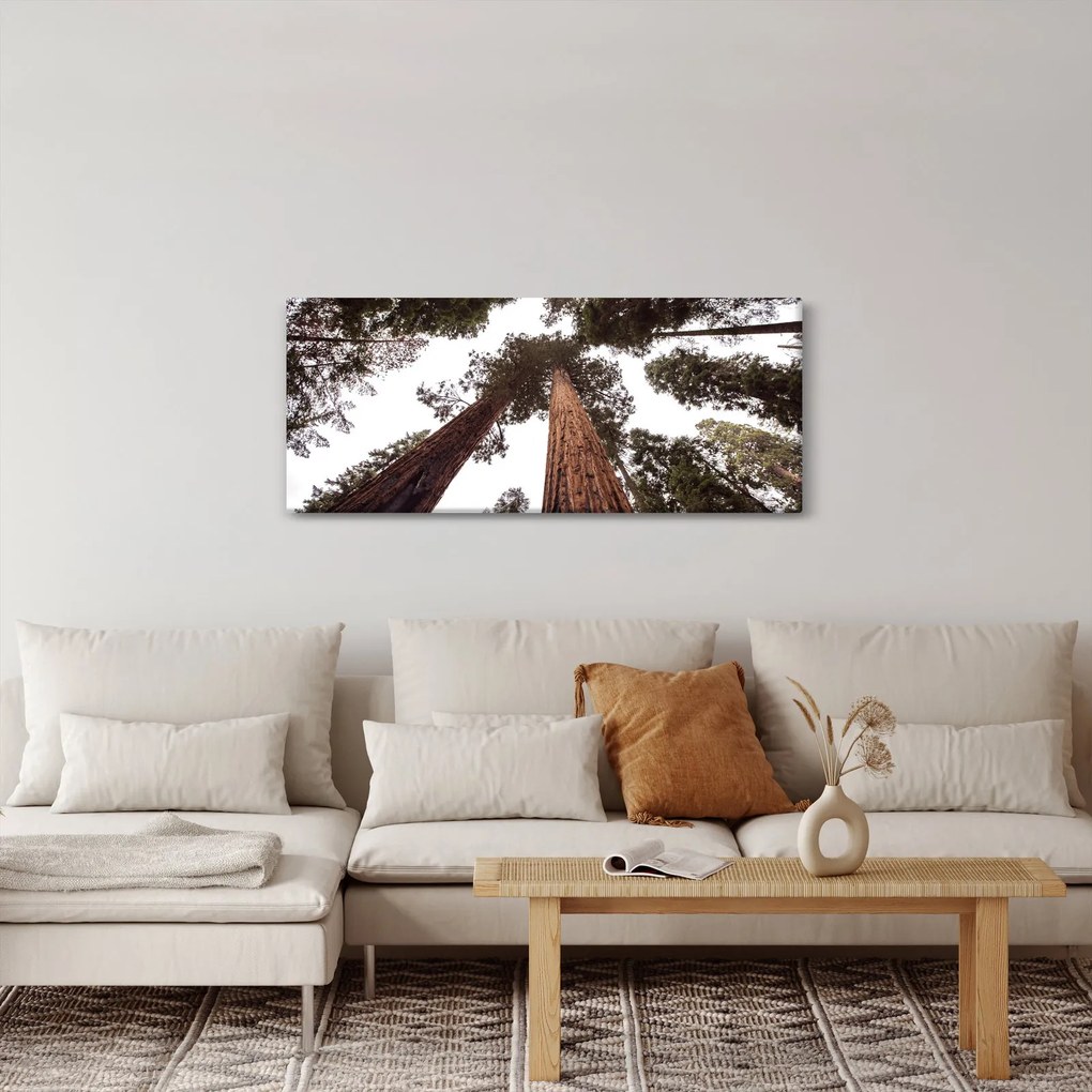 Obraz - Pohľad skrz koruny stromov (120x50 cm)