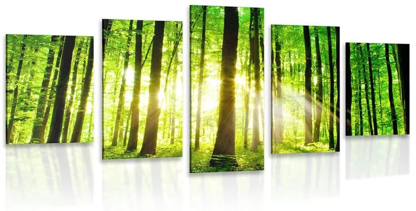 5-dielny obraz svieži zelený les Varianta: 100x50