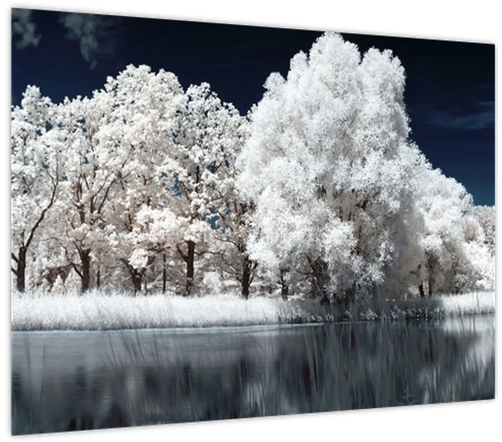 Obraz - Snehobiele stromy (70x50 cm)