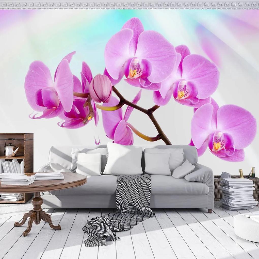 Fototapeta - Orchidea (254x184 cm)