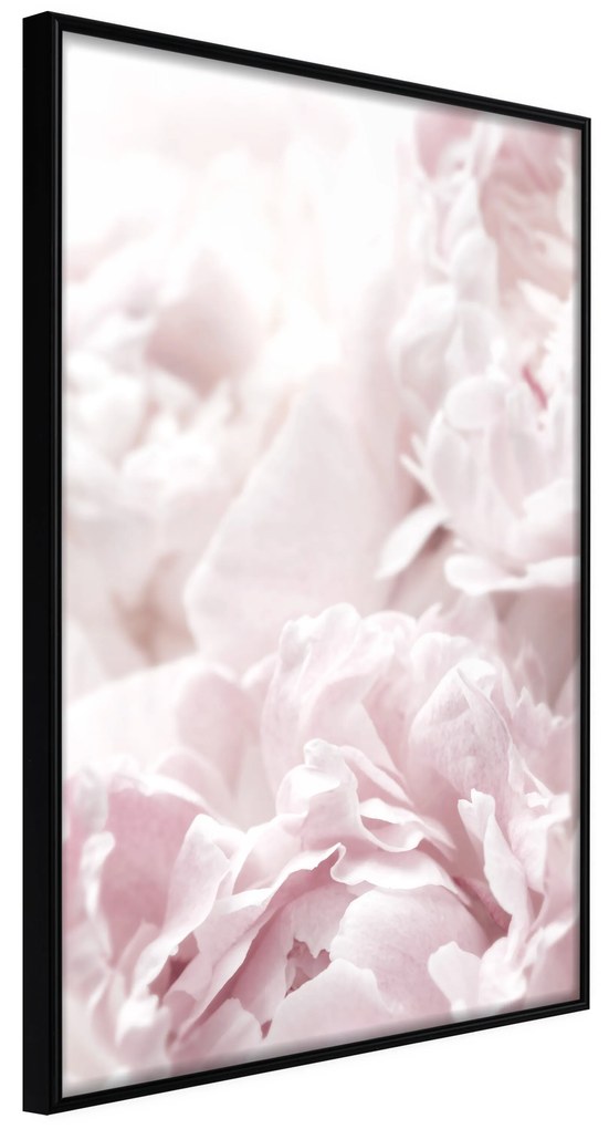 Artgeist Plagát - Fluffy Peonies [Poster] Veľkosť: 20x30, Verzia: Zlatý rám s passe-partout