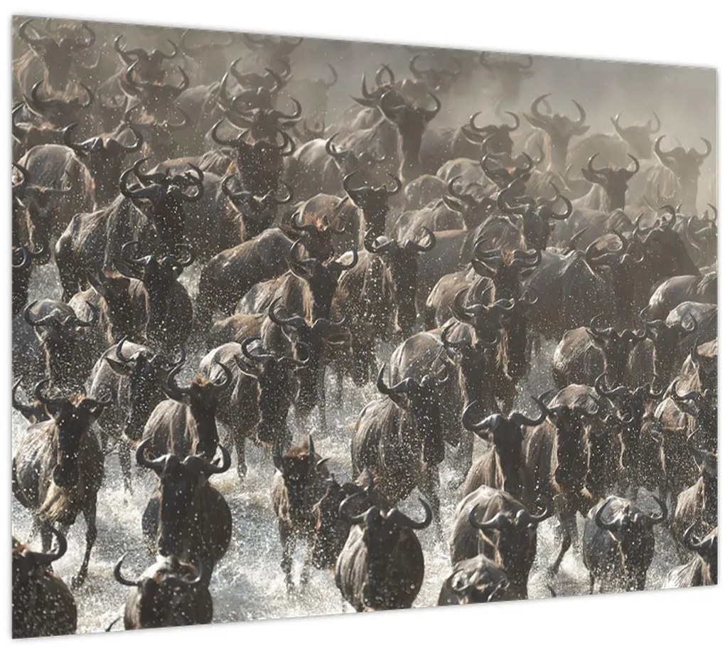 Obraz - Stádo pakoňov (70x50 cm)