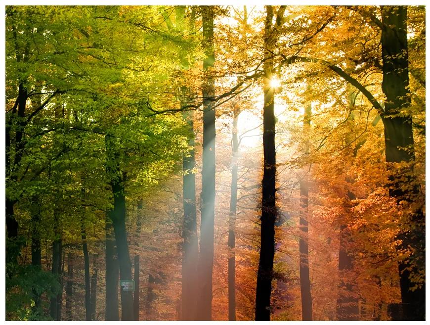 Artgeist Fototapeta - Beautiful autumn Veľkosť: 196x154, Verzia: Samolepiaca