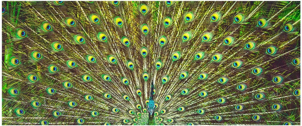 Obraz - Páv (120x50 cm)