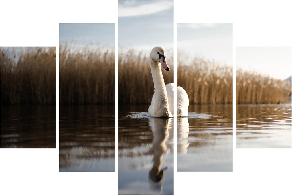 Obraz labute (150x105 cm)