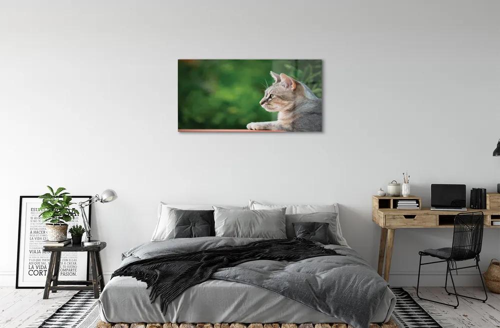 Obraz na akrylátovom skle Vyzerajúci mačka 100x50 cm