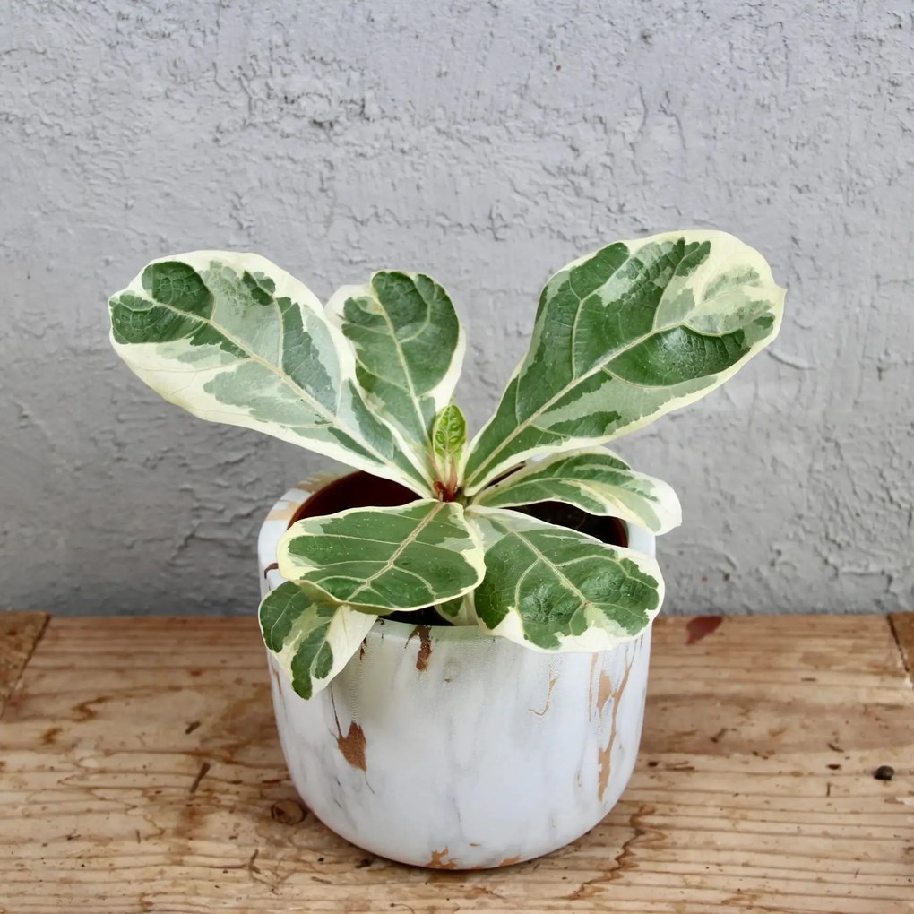 Ficus Lyrata variegata