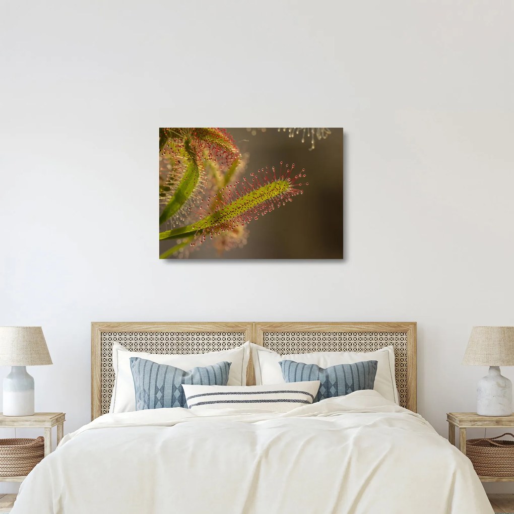 Sklenený obraz rastliny (70x50 cm)