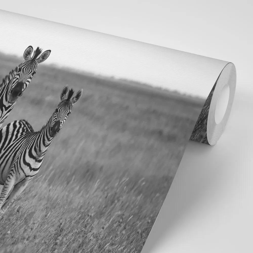 Samolepiaca fototapeta tri čiernobiele zebry v savane - 225x150