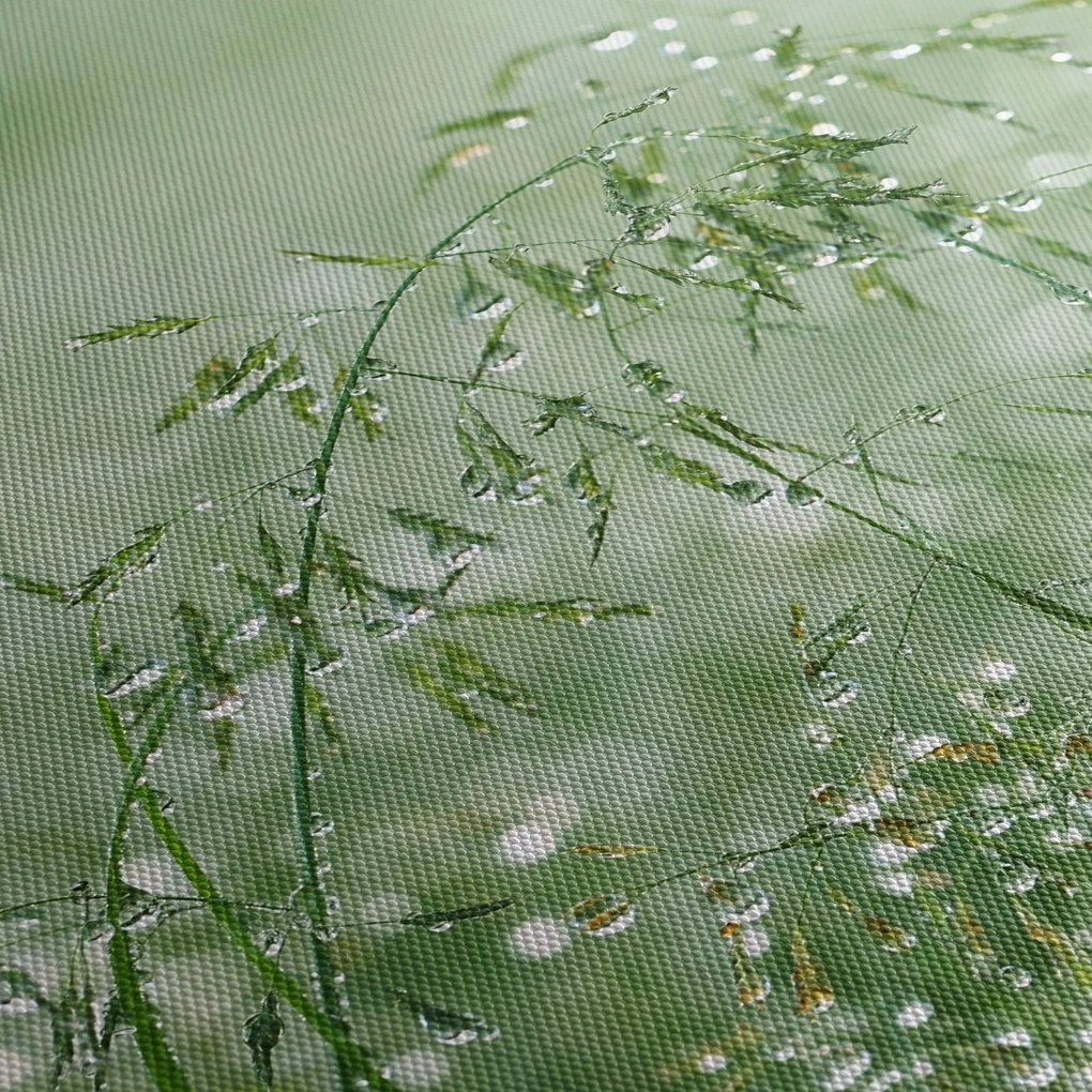 Obraz - Ranná rosa na steblach trávy (120x50 cm)