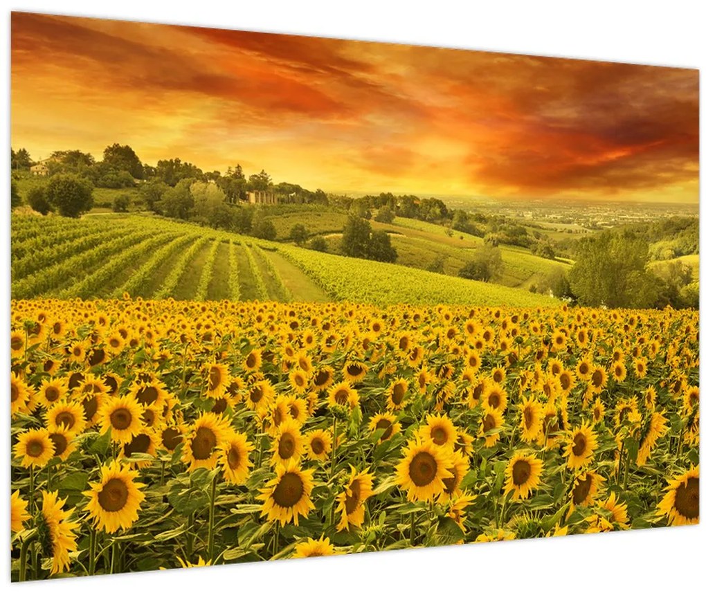 Obraz - Slnečnicové pole (90x60 cm)