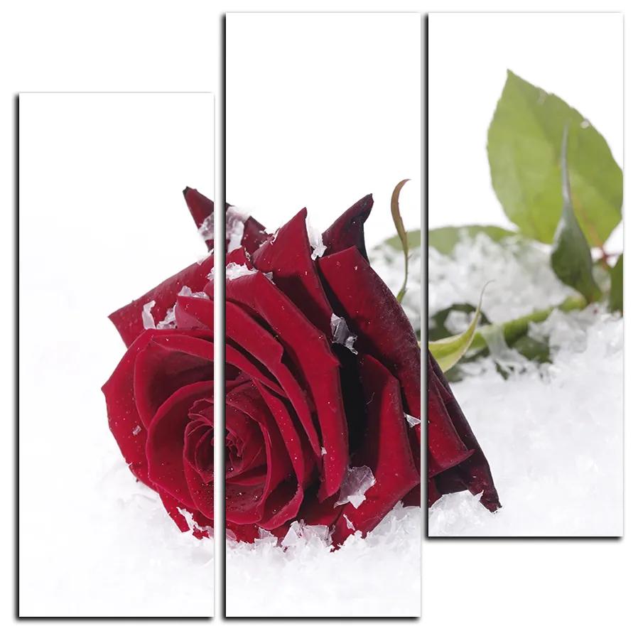 Obraz na plátne - Ruža na snehu - štvorec 3103B (75x75 cm)