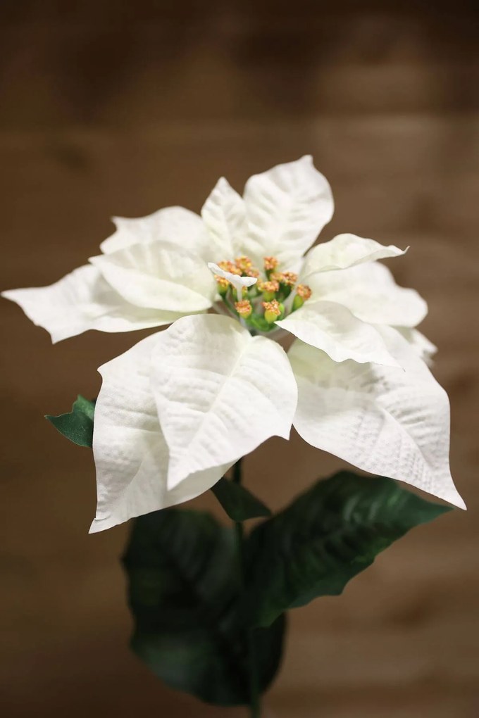 Biela vianočná ruža na stonke 65cm