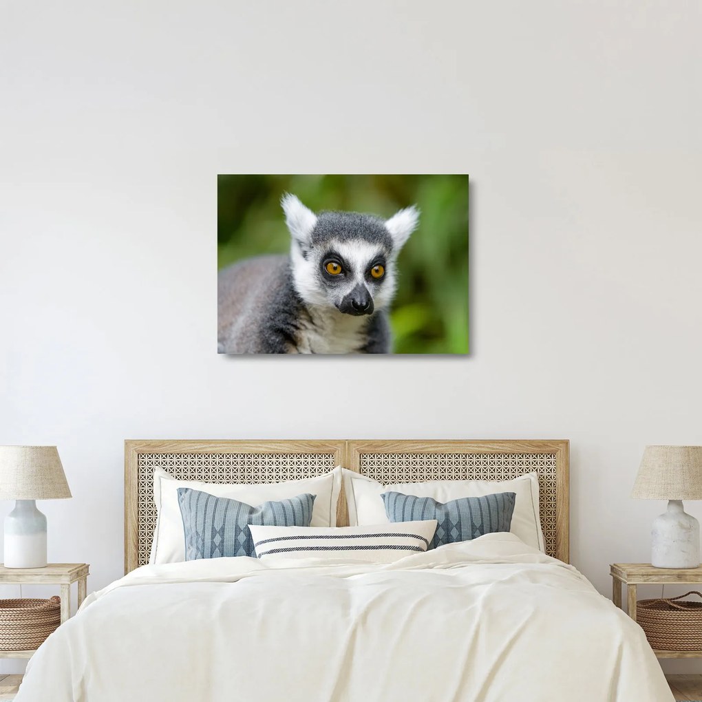 Sklenený obraz lemura (70x50 cm)