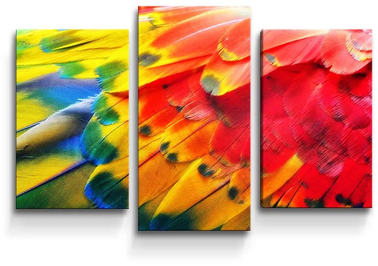 Sablio Obraz - 3-dílný Farebné perie 2 - 75x50 cm