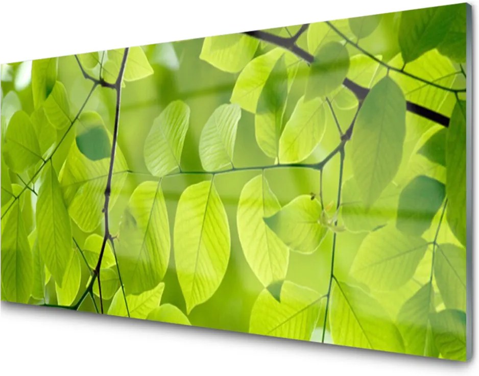 Obraz na akrylátovom skle Listy Príroda Rastlina