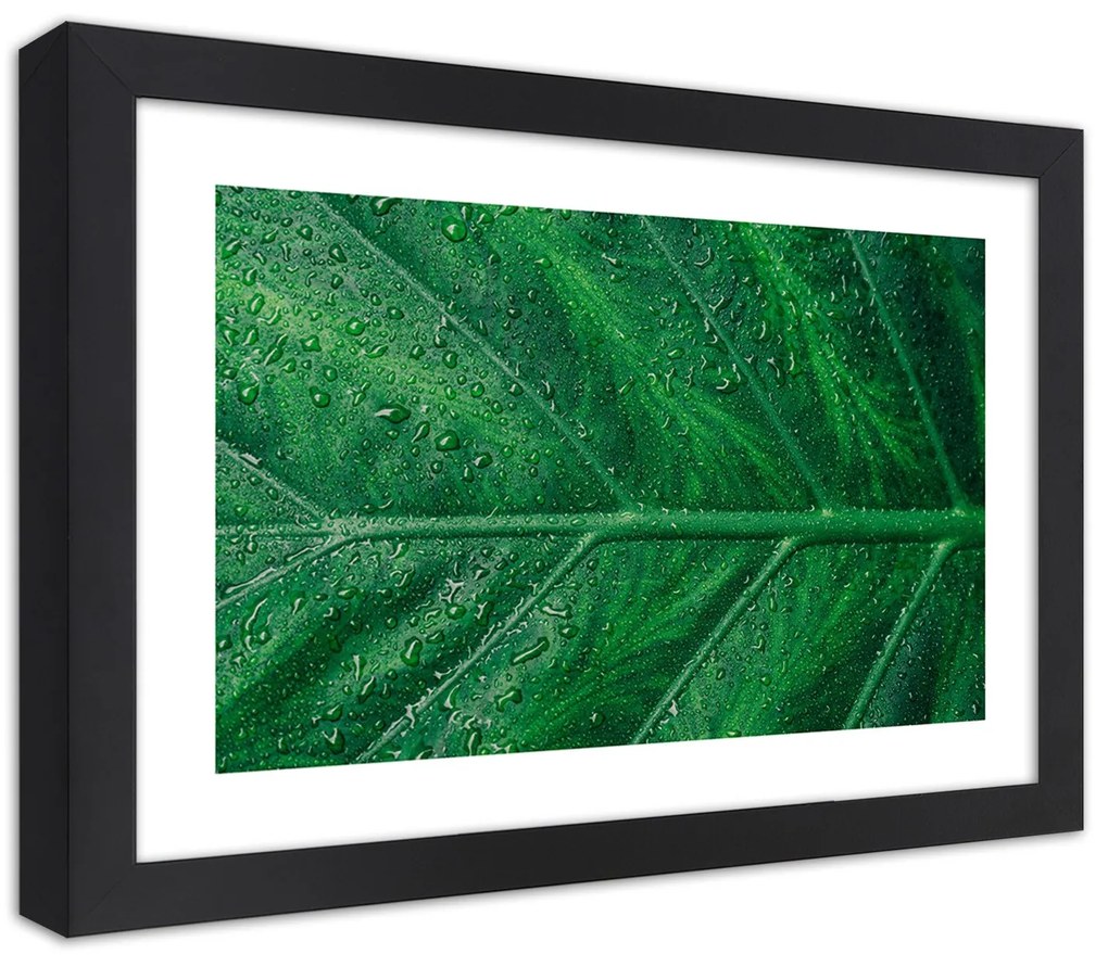 Gario Plagát Mokrý list v detailnom zábere Farba rámu: Bez rámu, Rozmery: 30 x 20 cm