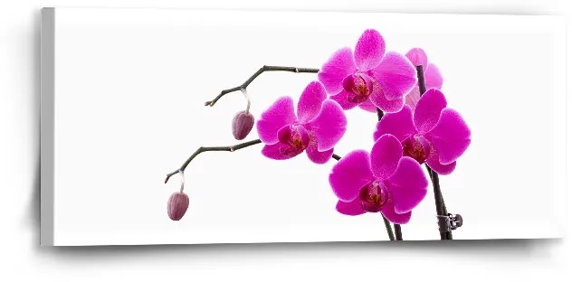 Sablio Obraz Fialové orchidey - 110x50 cm