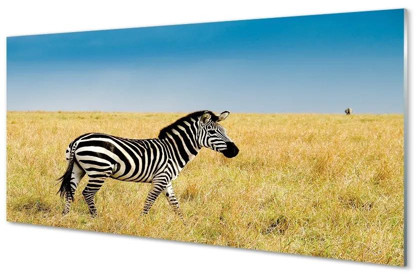 Sklenený obraz Zebra box 100x50cm