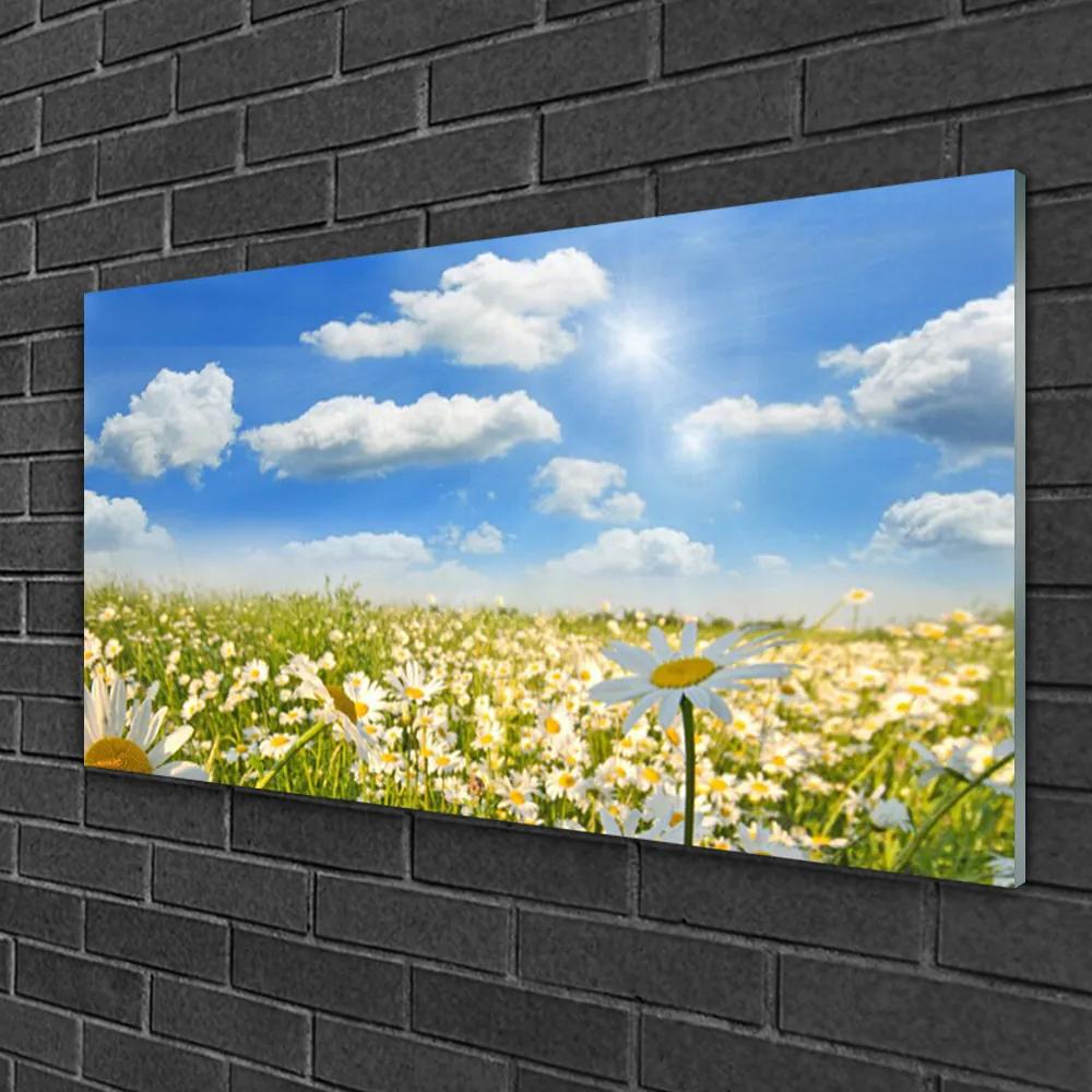 Skleneny obraz Lúka sedmokrásky príroda 120x60 cm