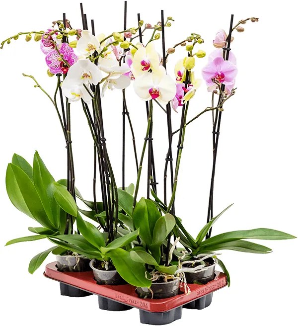 Phalaenopsis orchidea mix farieb 2 stonky 12x70 cm