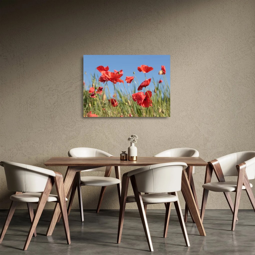 Sklenený obraz - Vlčie maky (70x50 cm)