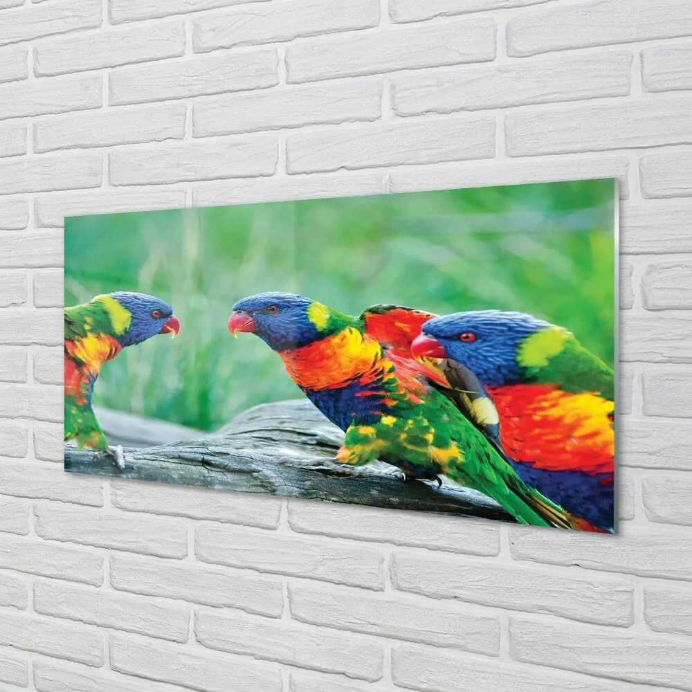 Sklenený obraz Farebný papagáj stromu 120x60 cm