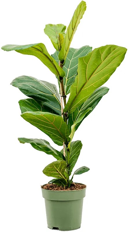 Ficus lyrata 1pp 17x60 cm