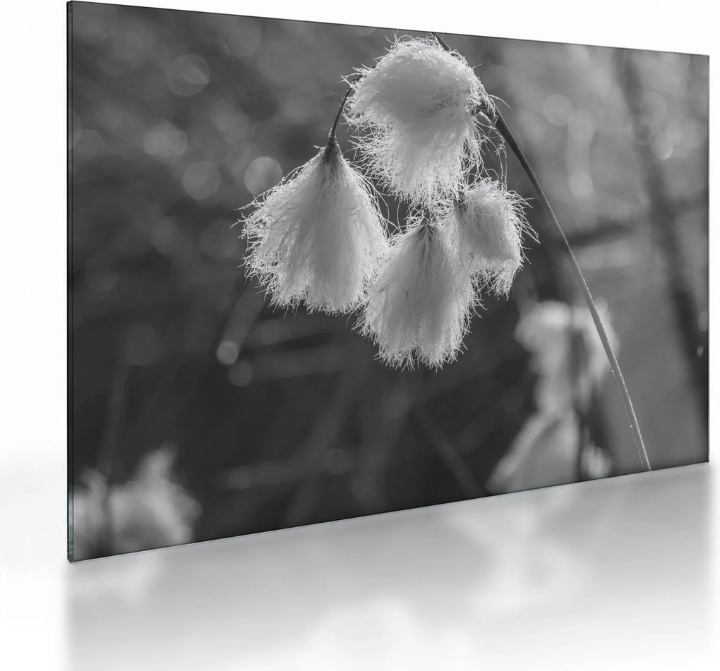 Sklenený obraz - Cottongrass (70x50 cm)