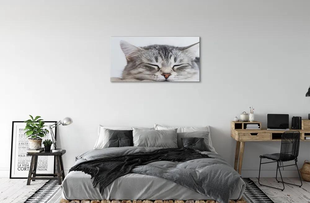Obraz na plátne ospalá mačka 120x60 cm