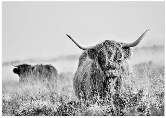 Fototapeta - Highland Cattle Veľkosť: 392x280, Verzia: Samolepiaca