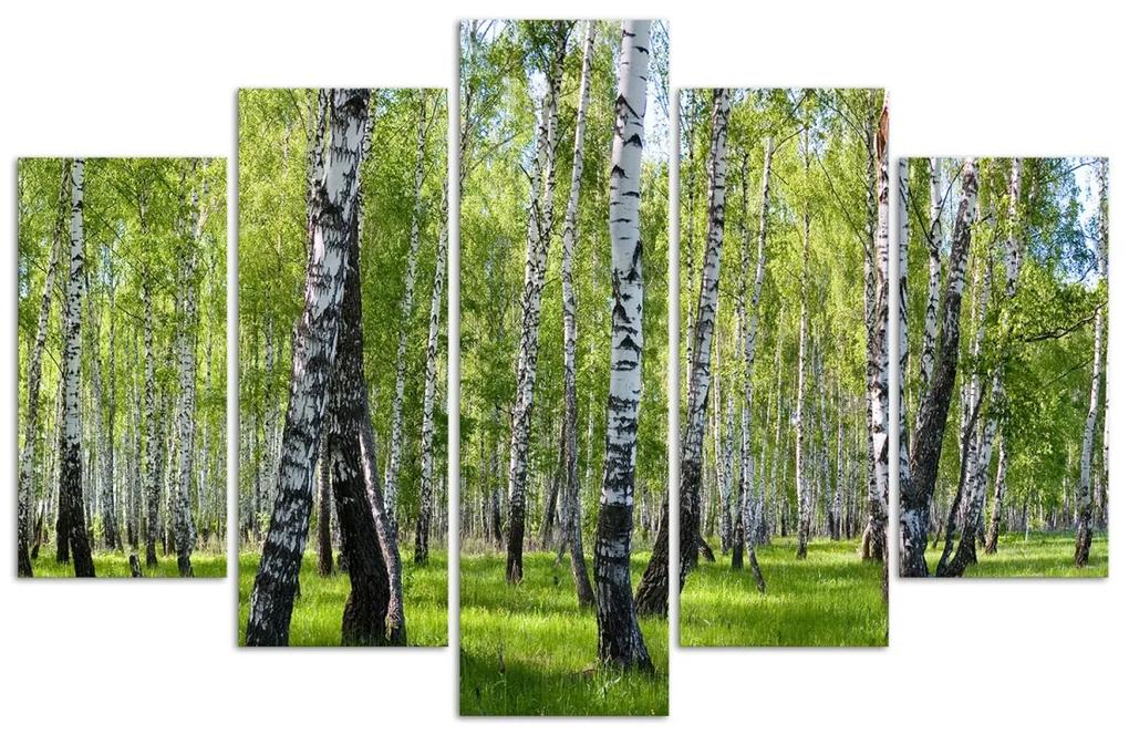 Obraz na plátně pětidílný Březový les - 200x100 cm