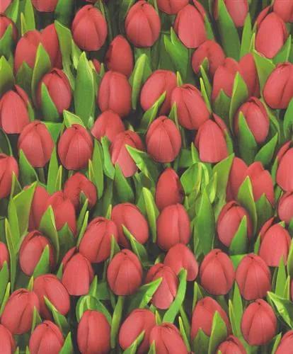 Vinylové tapety, tulipány červené, Allure 416754, IMPOL TRADE, rozmer 10,05 m x 0,53 m