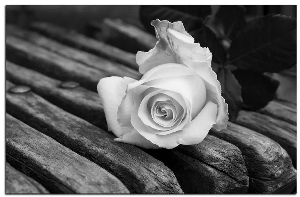 Obraz na plátne - Biela ruža na lavici 1224QA (100x70 cm)