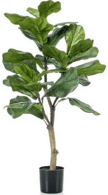 Ficus lyrata 45x90 cm