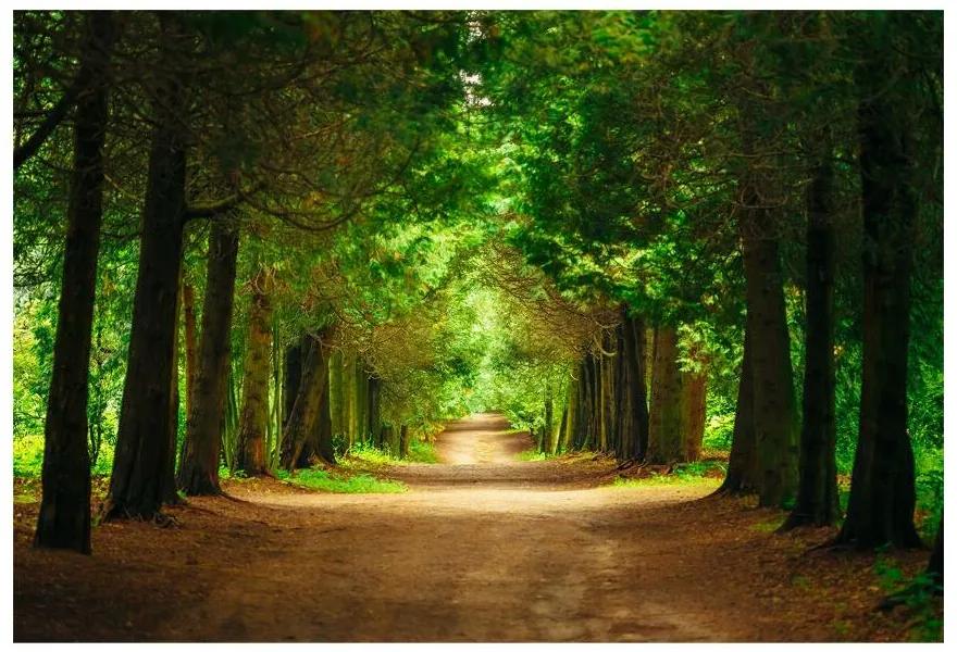 Fototapeta Vliesová Chodník stromy 416x254 cm