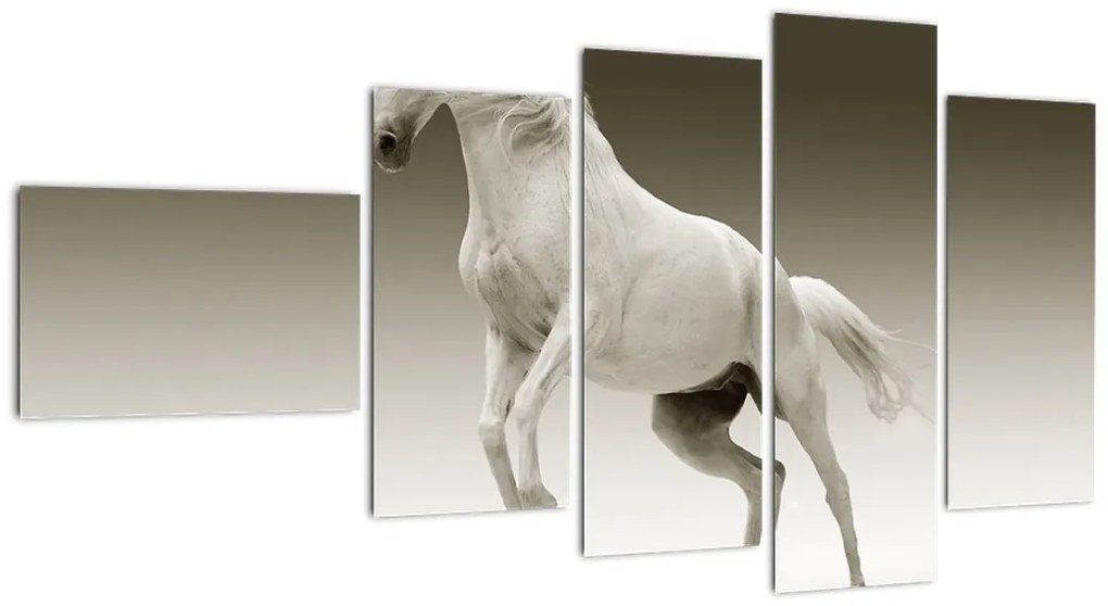 Obrazy bieleho koňa