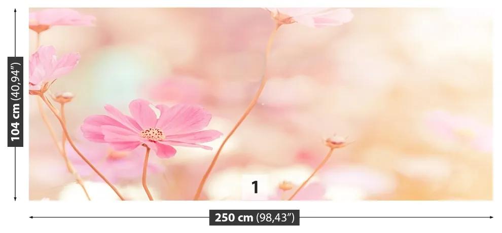 Fototapeta Vliesová Ružové kvety kozmu 152x104 cm