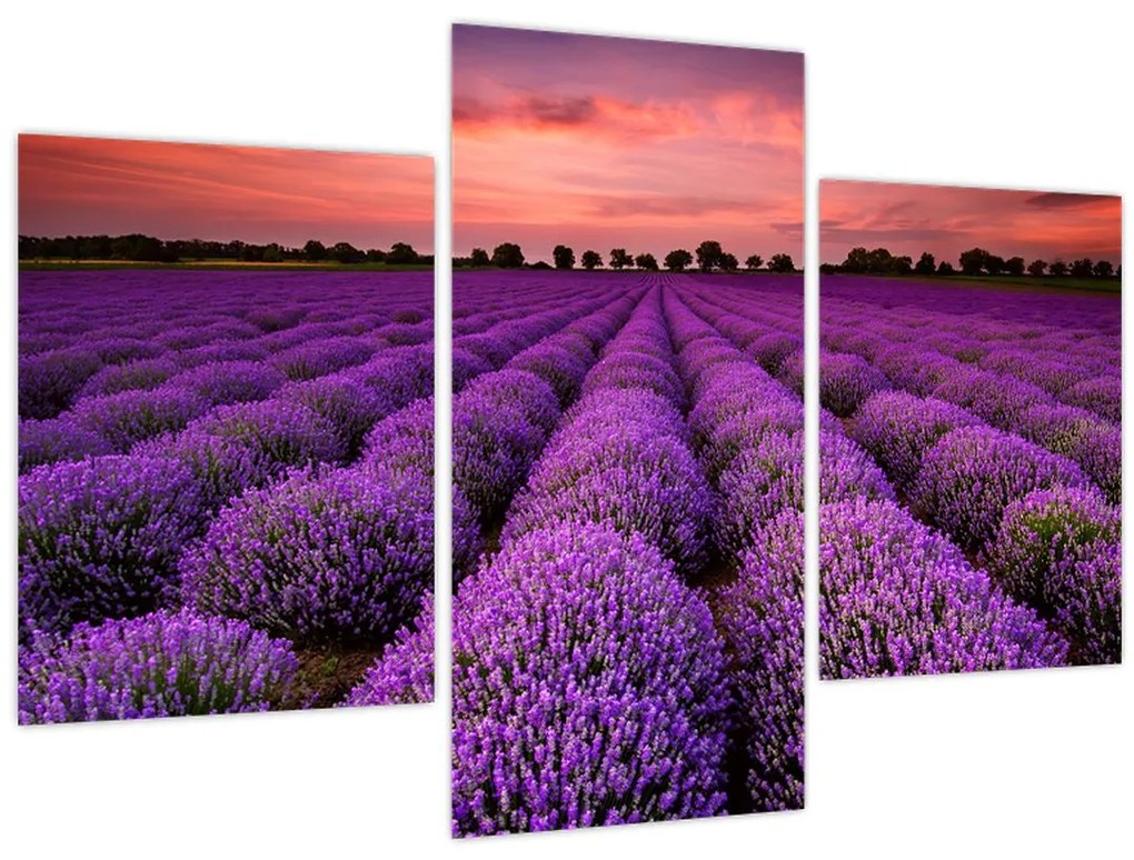 Obraz - Levanduľové pole (90x60 cm)