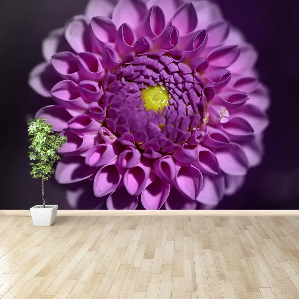 Fototapeta Vliesová Dahlia ružová 104x70 cm