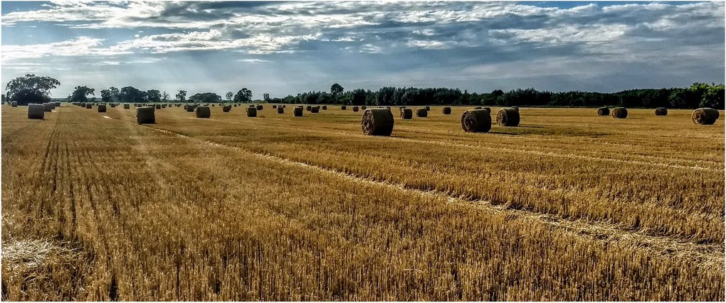 Obraz zozbieraného obilného poľa (120x50 cm)