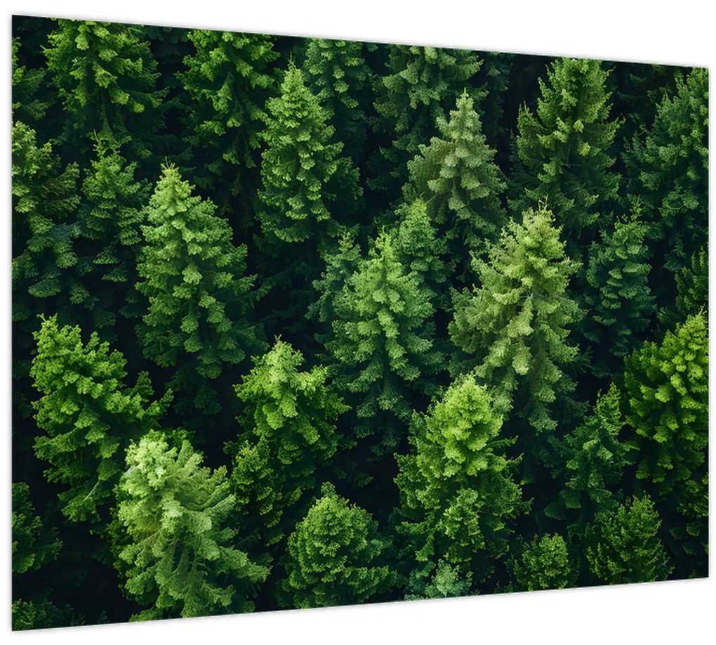 Obraz - Les (70x50 cm)
