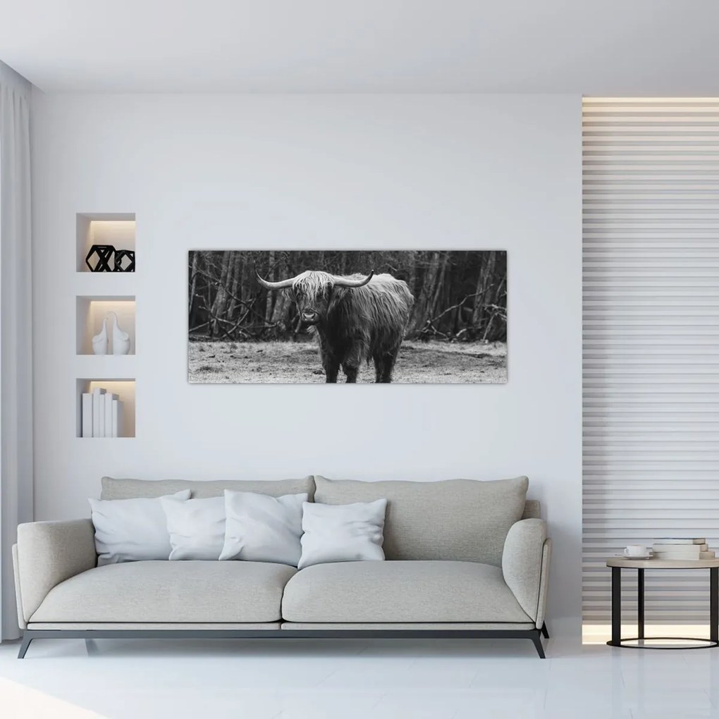 Obraz - Škótska krava (120x50 cm)